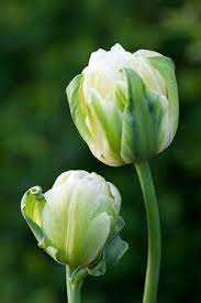 Pin By Mandyrose On Blooming Beautiful Flowers Tulips Tulips Flowers