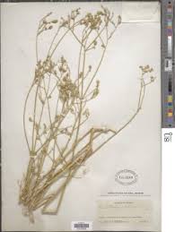 Image result for Psilotrichum sericeum