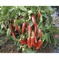 Pepper plants, pepper seeds and fresh peppers. Chili Pepper De Cayenne Seeds From Organic Farming Medicinal Mushroom Onlineshop Tyroler Glucksp 3 10