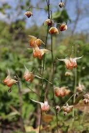 epimedium rik ongewone bloemen tuin tuin ideeen