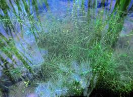 Image result for Lagarosiphon