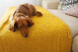 Snuggling up with your doggo or pussycat in bed provides a sense of comfort and the ideal dog for an apartment is actually a greyhound, he says. The Top 5 Dog Breeds Suited To Apartment Living Homely