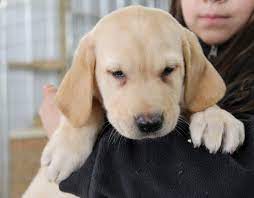 Free shipping both ways on insole from our vast selection of styles. Rock Springs Labs British Labrador Puppies For Sale In Alabama