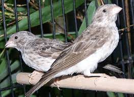 Mengenal Burung Edel Sanger Dan Karakteristiknya Lengkap Finch African Grey Pets