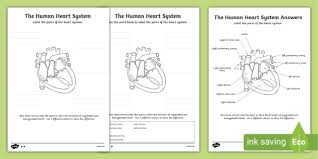 Blank Heart Diagram Labelling Activity