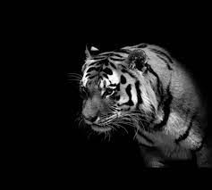 pin by kadir er on b w tiger images tiger wallpaper pet tiger