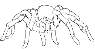Collection of coloring page of a spider (32) printable incy wincy spider coloring pages colouring page of spider Spider Color Page Copag Coloring Pages Projekte