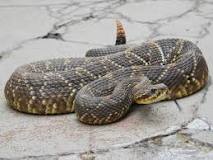 Image result for Crotalus Durissus Venom