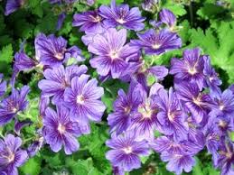 Mai à juillet plantation : Les Geraniums Vivaces