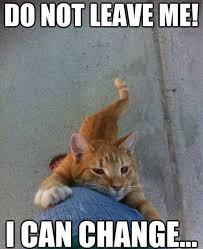 25 Funny Cat Memes That Will Make You Lol