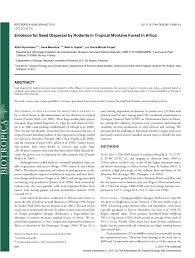 Image result for Globimetula kivuensis