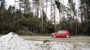Bildresultat för stormskadad skog