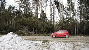 Bildresultat för stormskadad skog