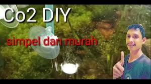 Kali ini memang sangat sederhana sekali guys…. Berita Tani Diy Cara Sederhana Membuat Co2 Untuk Aquascape Cara Sendiri Mudah Di Tahun 2019 Jazz Indonesia