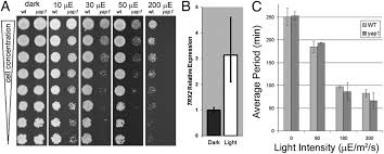 Stream tracks and playlists from yro'ue on your desktop or mobile device. Visible Light Alters Yeast Metabolic Rhythms By Inhibiting Respiration Pnas