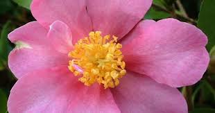 Camellia Sasanqua Hugh Evans Con Immagini Camelia