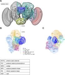 There are at least 2 alignments to every stretch of road. A Connectome Of The Drosophila Central Complex Reveals Network Motifs Suitable For Flexible Navigation And Context Dependent Action Selection Biorxiv