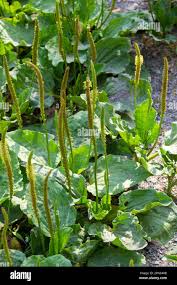 Image result for Plantaginaceae