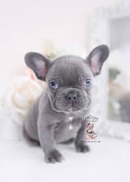 A stitch of blue linville, he is a lilac! French Bulldog Puppies For Sale By Teacups Puppies Boutique Teacup Puppies Boutique