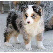We mindfully take our puppies or newly adopted dogs for their recommended vaccines. Mini Aussie Puppy Michigan Novocom Top