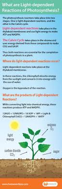A, b, c, and d. What Are Light Dependent Reactions Of Photosynthesis Photosynthesis Light Independent Reactions Reactions