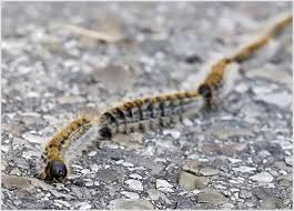How to say speak more slowly, please! Creepy Crawlies In Spain That Bite