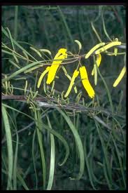 Image result for Acacia lasiopetala