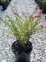 Image result for Cienfuegosia gerrardii