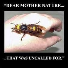 Résultat de recherche d'images pour "giant hornet japan"