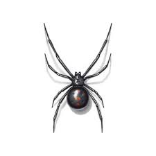 One type of black widow has a row of reddish dots instead of the hourglass shape that the species is known for. Black Widow Spider Identification Behavior Anderson Pest Solutions