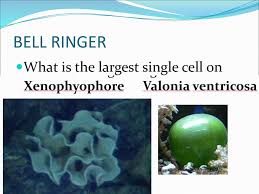 Photograph by alexander vasenin according to wikipedia, valonia ventricosa, also known as bubble algae and sailor's eyeballs, is a species of algae found in oceans throughout the world in tropical and subtropical regions. Bell Ringer What Is The Largest Single Cell On Earth Ppt Download