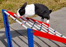But, all rabbits are not capable of jumping that high vertically. Show Jumping Rabbits Hurdle Into The Record Books Video