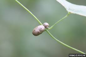 Image result for Dioscoreaceae