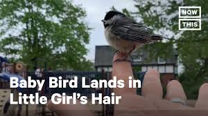 There will be times when birders know for certain that a young bird is an orphan. Baby Bird Lands In Little Girl S Hair Nowthis Youtube