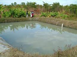 How To Build And Manage A Fish Pond Let S Talk Agric Backyard Water Feature Fish Ponds Pond Landscaping