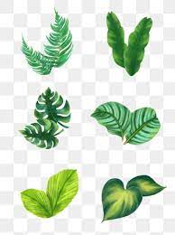Green Tropical Plant Palm Leaf Border Border Clipart Palm Leaf Botany Png Transparent Clipart Image And Psd File For Free Download Watercolor Flower Background How To Draw Hands Watercolor Plants