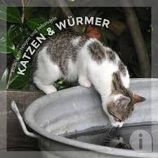 Katzenwelpen sollten ab der 3. Wurmkur Fur Katzen Gegen Parasiten Aniforte De Aniforte