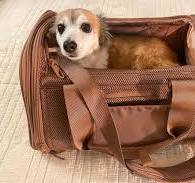 The Best Airline-approved Pet Carriers, Tested and Reviewed
