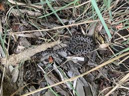 Image result for Warneckea walikalensis