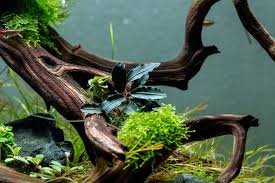 Image result for Satyrium buchananii