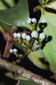 Image result for Nageia