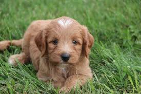This will set the stage for a balanced. Labradoodle And Mini Labradoodle Pups For Sale Reasonable Adoption Rates