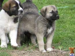 Pin By Lauryn Adams On Aminals Kangal Dog Dog Breeds Farm Dogs Breeds