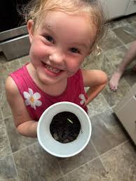 We harvested our sweet corn! Baby Ember for scale.