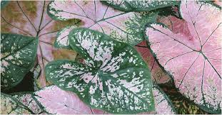 Kerap Dikembangkan Pecinta Tanaman Hias Ini 5 Keuntungan Miliki Tumbuhan Keladi Di Rumah Pikiran Rakyat Com