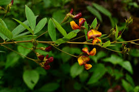 Image result for Cajanus cajan