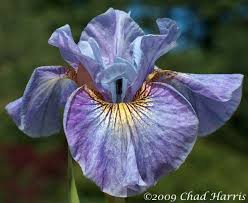 SibCarelessSally < Sib < Iris Wiki