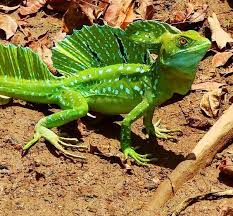 Green Basilisk Lizard Basiliscus Plumifrons Cute Reptiles Weird Animals Animals