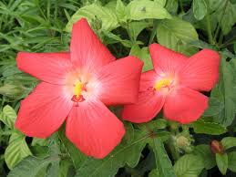 Image result for Abelmoschus