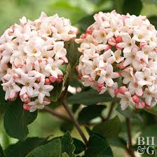 Check spelling or type a new query. Successful Plants For Oklahoma Landscapes Better Homes Gardens